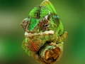 leikur Chameleon Jigsaw