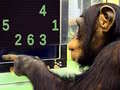 leikur Memory Chimp