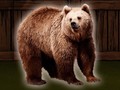 leikur Save The Grizzly Bear