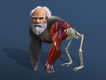 leikur Idle Evolution From Cell To Human