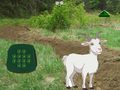 leikur Goat Find The Child