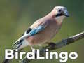 leikur BirdLingo