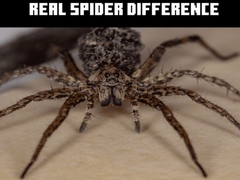 leikur Real Spider Difference