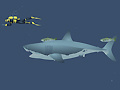 leikur Mad Shark